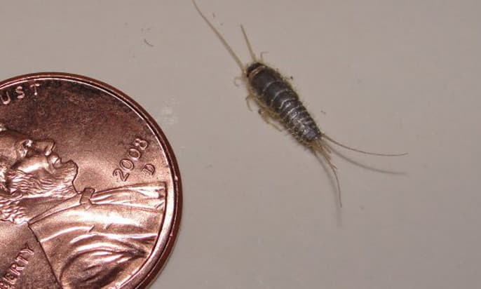 How to get rid of silverfish? With these simple tricks you’ll keep them away for once and for all!