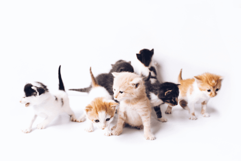 Disabled cat fosters kittens at shelter in Kentucky