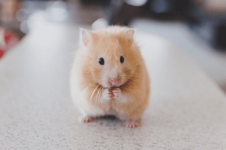 New alternative method might mean the end of animal testing