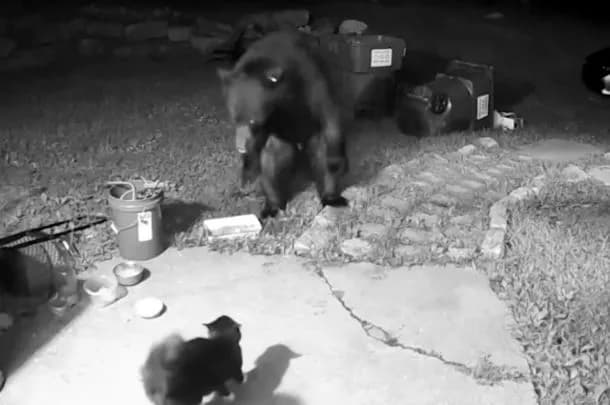 Cat Confronts Bear Trying To Enter Home - Watch What Happened