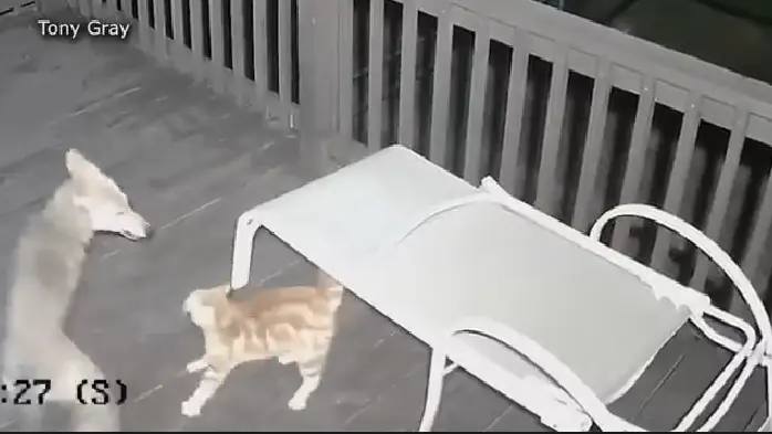 Wolf Snatches Cat from Porch – And It was All Caught on Camera