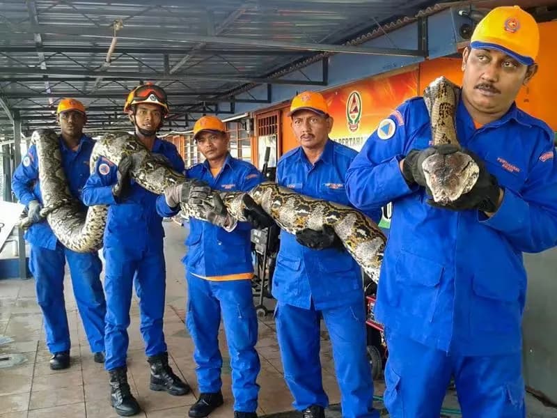 These Workers Found A Giant Snake - You Won't Believe What They Found Inside!