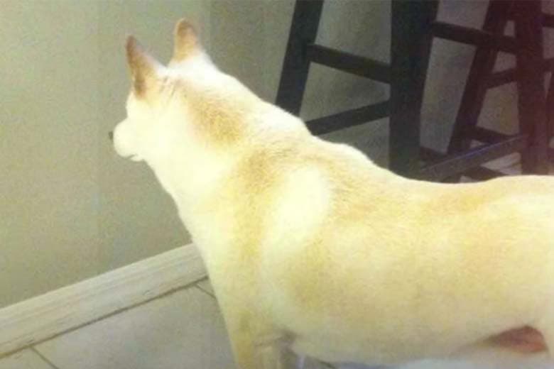 Man installs camera after dog stares at a spot on the wall for days